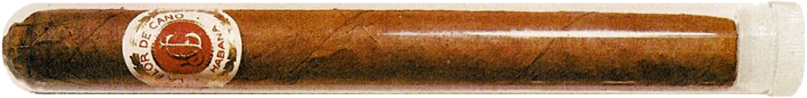 La Flor de Cano Cristales